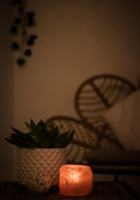 plante salon naya